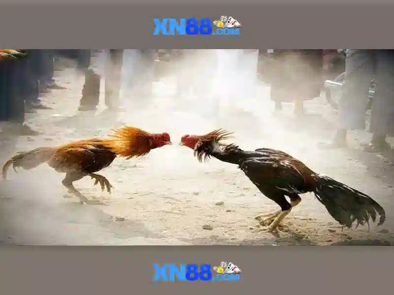 xn88: Tổng quan về nền tảng cược trực tuyến an toàn và giải trí