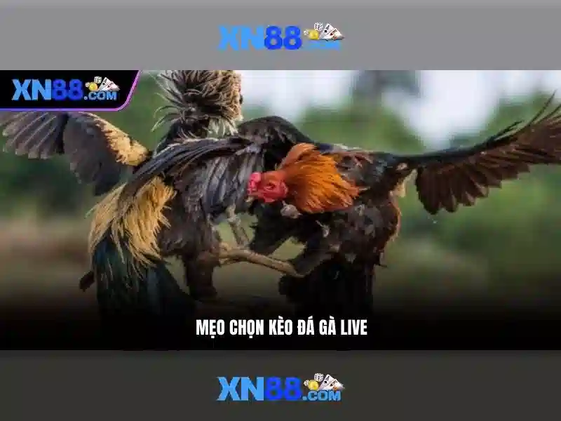 Nguồn gốc và sứ mệnh của m1 xn88