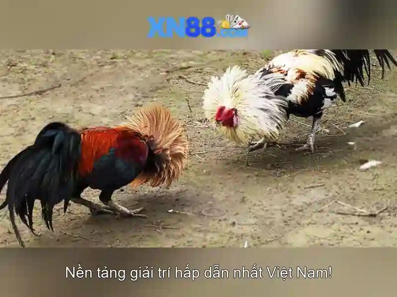 xn88: Khái quát về nền tảng trực tuyến