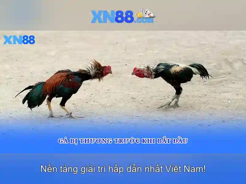 xn88 - một cái nhìn tổng quan về nền tảng và cộng đồng