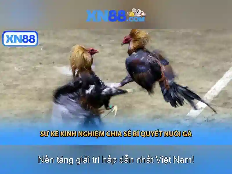 XN88: Cổng trò chơi trực tuyến và hướng dẫn an toàn