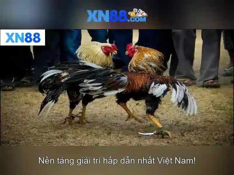 xn88: Nền tảng đa chức năng cho cộng đồng trực tuyến
